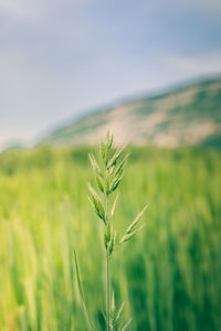 Close-up of stalks in field