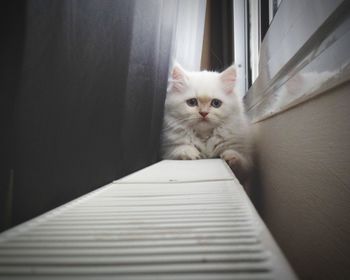 Portrait of cat by window at home