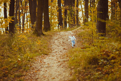 Rear view of person walking on footpath in forest