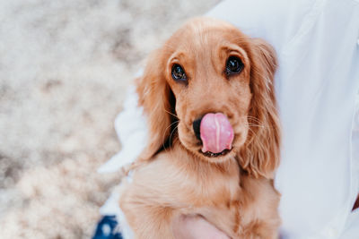 Midsection of woman holding cute dog