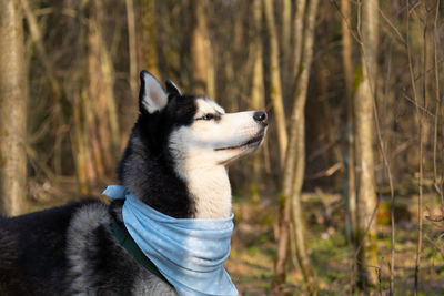 Portrait of dog standing in forest