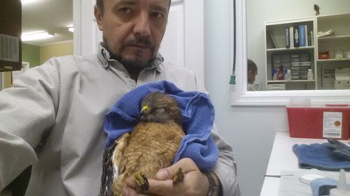 Close-up of man holding bird