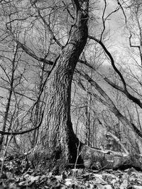 Bare trees in forest during winter