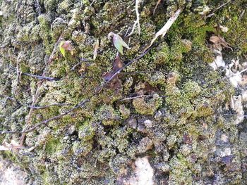 High angle view of moss growing on tree trunk