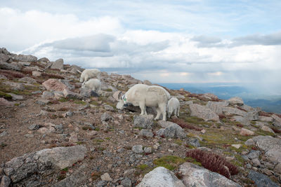 Sheep on rocky mountain