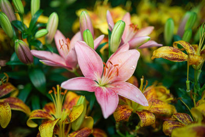 Close-up of pink lilies