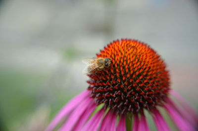 Close-up of honey bee on eastern purple coneflower
