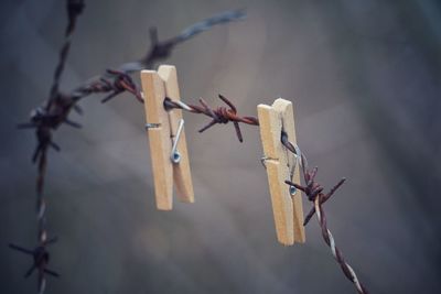 Low angle view of clothespins hanging from tree