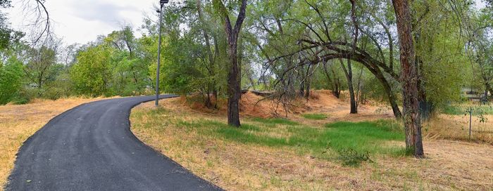 Empty road amidst trees