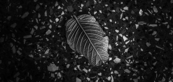 Close-up of feather on plant