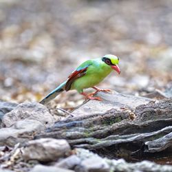 Close-up of bird perching on rock