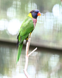 Close-up of parrot perching on leaf