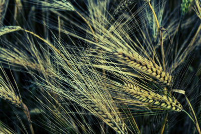 Close-up of wheat growing on field