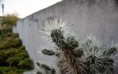 Close-up of cactus plant