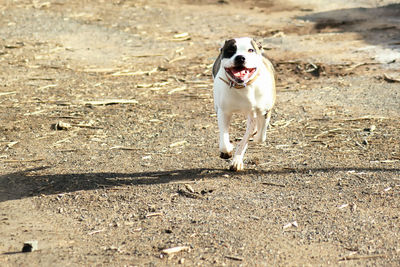 Dog running on field