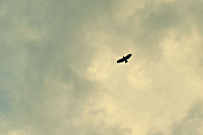 Low angle view of silhouette bird flying against sky