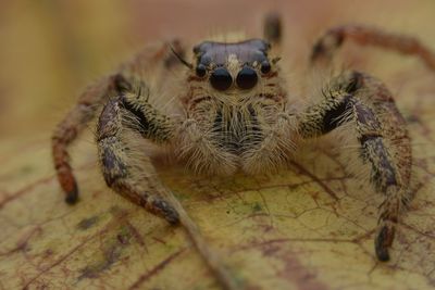 Close-up of spider