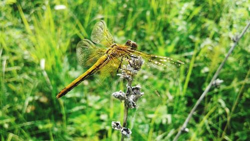 Close-up of insect on grass