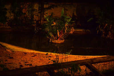 Scenic view of lake in forest at night