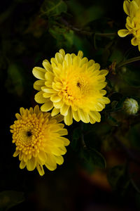 Close-up of yellow flowering plant