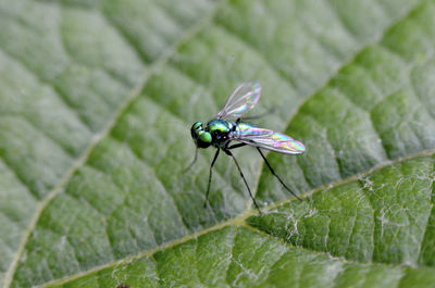 Close-up of fly on leaf