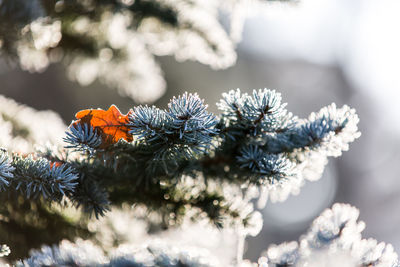 Close-up of wilted leaf on pine tree