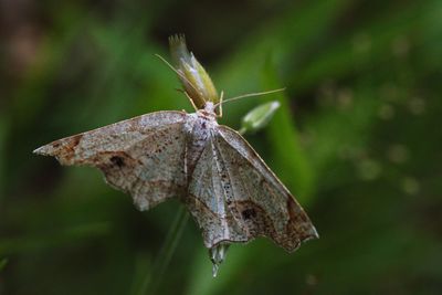 Close-up of butterfly on leaf