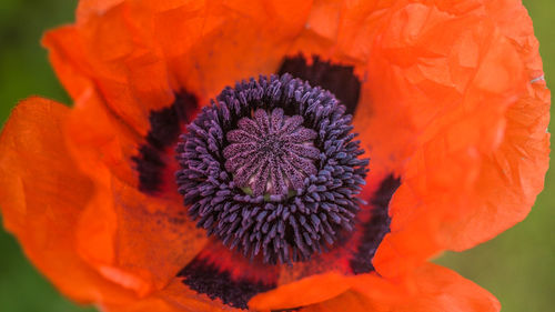 Close-up of orange flower