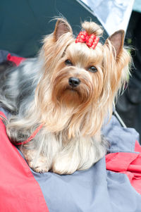 Close-up of a dog