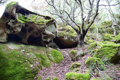 Moss growing on rock in forest