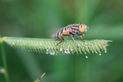 Close-up of insect on leaf