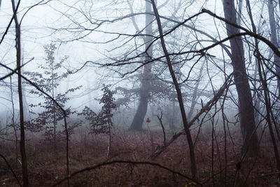 Bare trees in forest