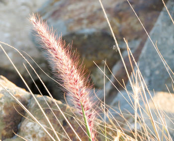 Close-up of field