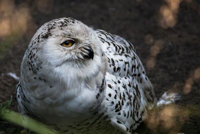 Close-up portrait of owl