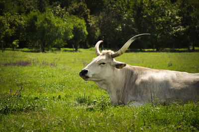 Sheep on field