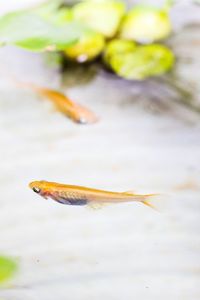 Close-up of fish swimming in sea