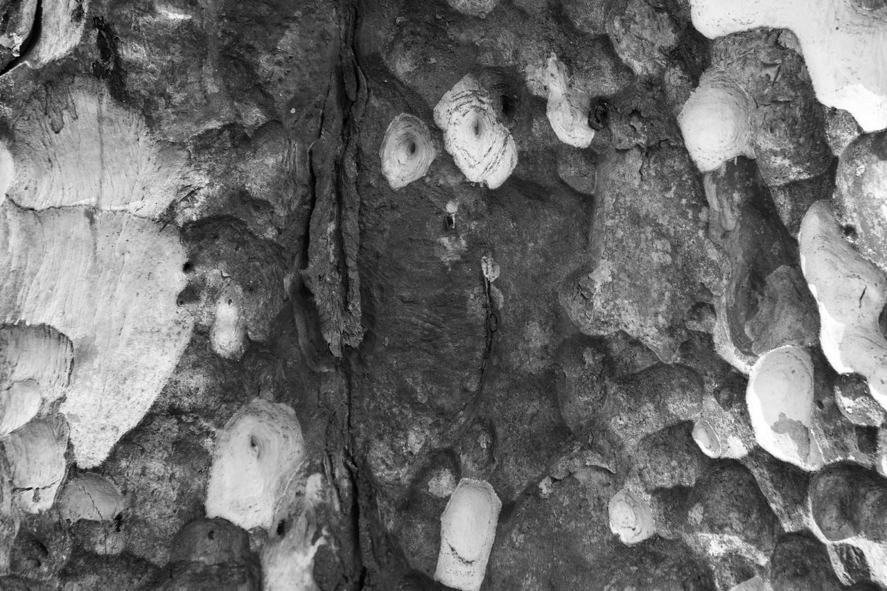 CLOSE-UP OF TREE TRUNK
