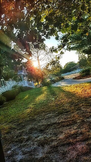 SUN SHINNING THROUGH TREES