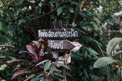 Close-up of text on plant