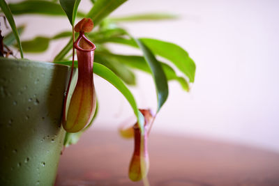 Close-up of water drops on plant