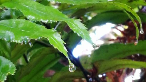 Close-up of fresh green plants in water