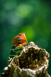 Close-up of butterfly on rock