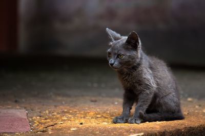 Close-up of cat looking away