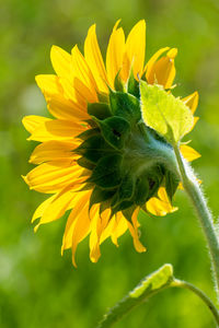 Close-up of honey bee on yellow flower