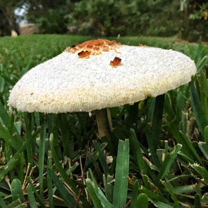 Close-up of mushroom growing on field