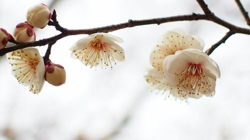 Close-up of white flowers