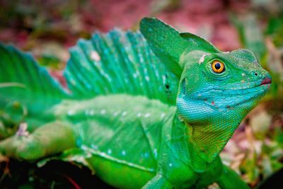 Close-up of green lizard