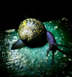 Close-up of turtle in water