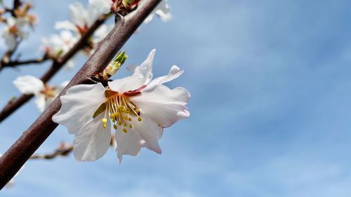 Close-up of white cherry blossom tree against sky