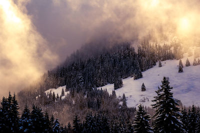 Trees in forest against sky during winter